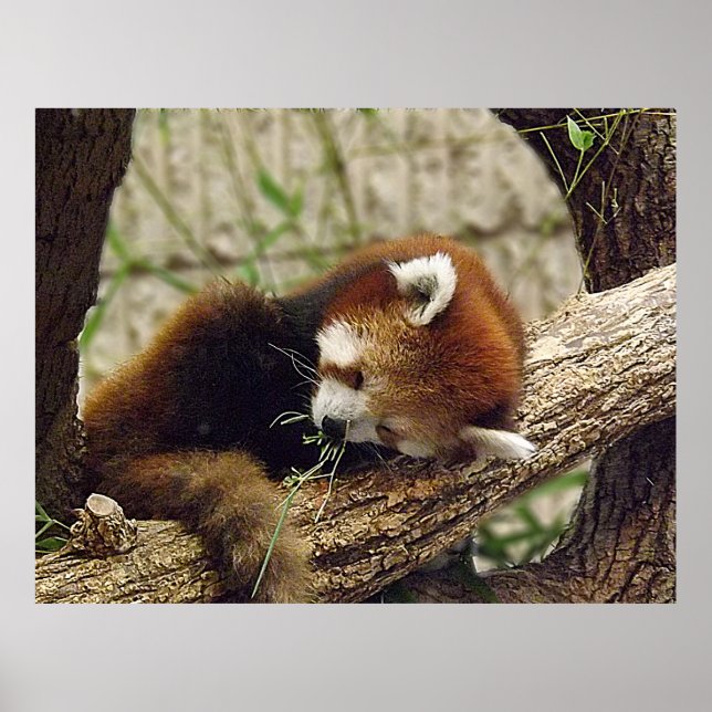 Niedliches Schlafen Roter Panda mit Essen im Mund Poster (Vorne)