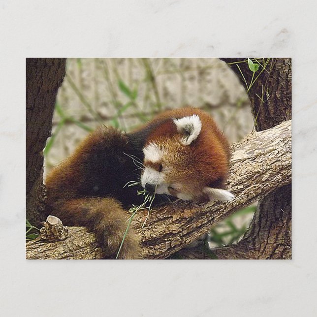 Niedliches Schlafen Roter Panda mit Essen im Mund Postkarte (Vorderseite)