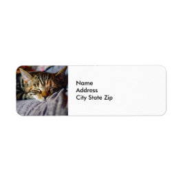 Niedliches Schlafen Tabby Cat Foto