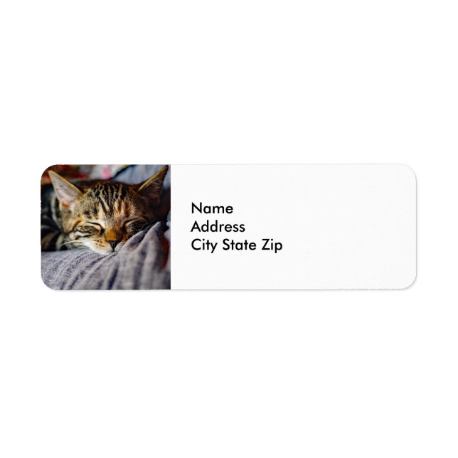 Niedliches Schlafen Tabby Cat Foto (Vorne)