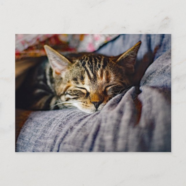 Niedliches Schlafen Tabby Cat Foto Postkarte (Vorderseite)