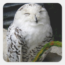 Niedliches Schneeauwl