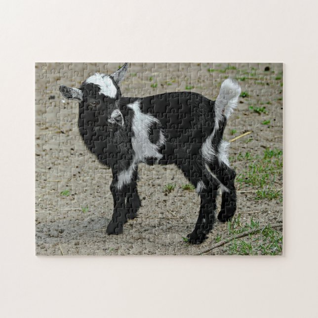 Niedliches Schwarz-Weiß-Baby-Ziege-Foto (Horizontal)