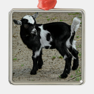 Niedliches Schwarz-Weiß-Baby-Ziege-Foto Ornament Aus Metall