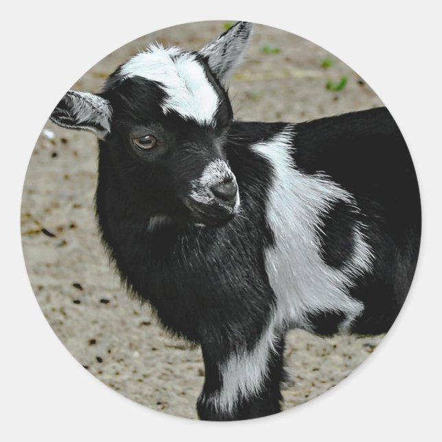 Niedliches Schwarz-Weiß-Baby-Ziege-Foto Runder Aufkleber (Vorderseite)