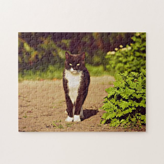Niedliches Schwarz-Weiß-Tuxedo-Kat-Foto (Horizontal)