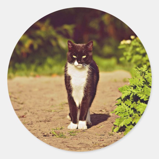 Niedliches Schwarz-Weiß-Tuxedo-Kat-Foto Runder Aufkleber (Vorderseite)