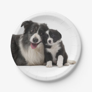 Niedliches Schwarz-weißes Puppy-Dose-Border-Colli Pappteller