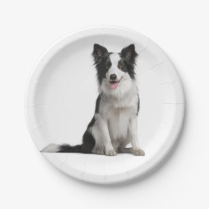 Niedliches Schwarz-weißes Puppy-Dose-Border-Colli Pappteller