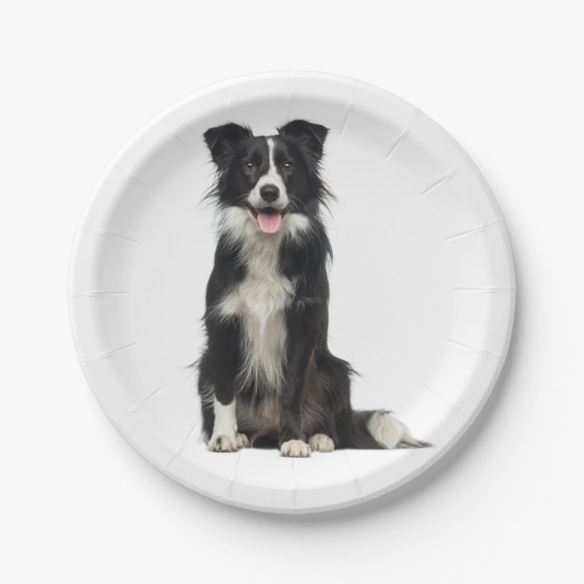 Niedliches Schwarz-weißes Puppy-Dose-Border-Collie Pappteller (Vorderseite)