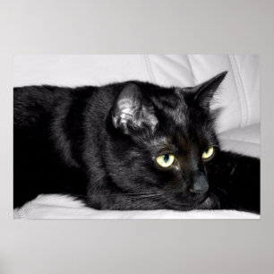 Niedliches schwarze Katzen-Porträt Poster