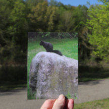 Niedliches Schwarzes Eichhörnchen auf einem Rock N