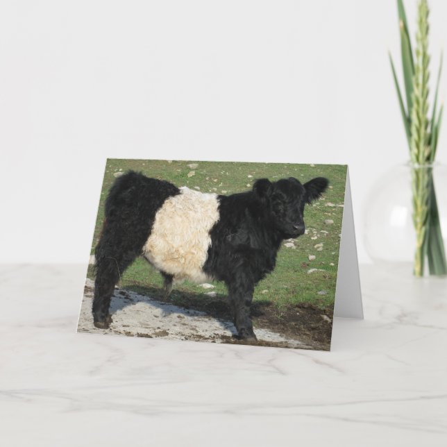 Niedliches Schwarzes umgeschnalltes Galloway-Kalb Karte (Vorderseite)