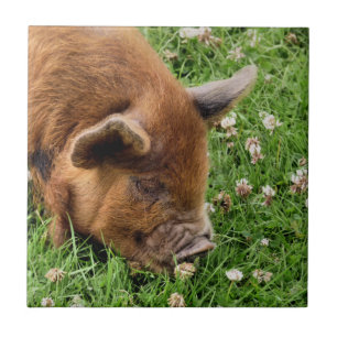 NIEDLICHES SCHWEIN FLIESE