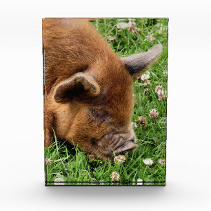 NIEDLICHES SCHWEIN FOTOBLOCK