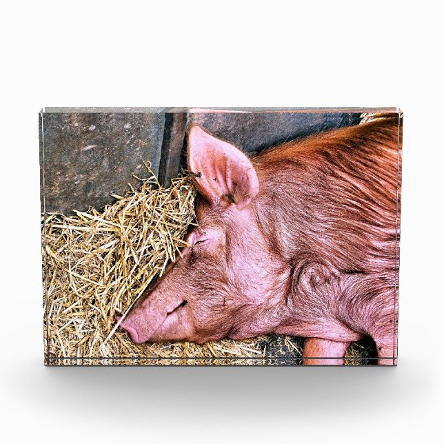 NIEDLICHES SCHWEIN FOTOBLOCK (Vorderseite)