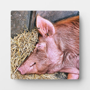 NIEDLICHES SCHWEIN FOTOPLATTE