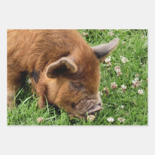 NIEDLICHES SCHWEIN GESCHENKPAPIER SET