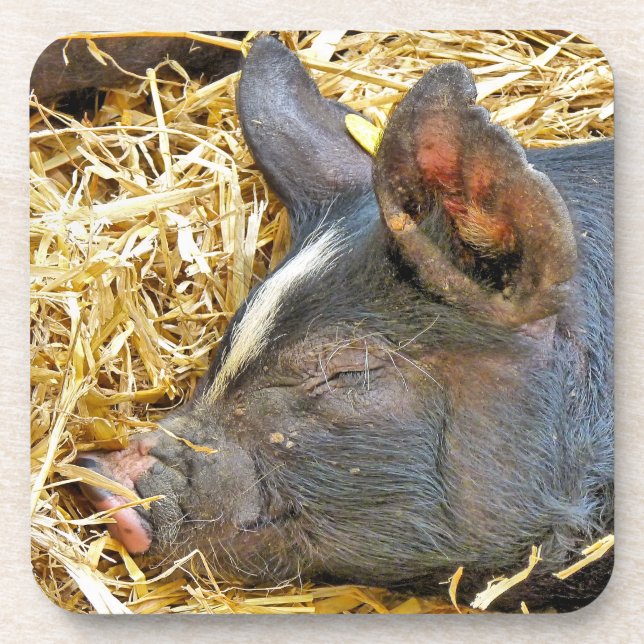 NIEDLICHES SCHWEIN GETRÄNKEUNTERSETZER (Vorderseite)