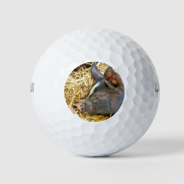NIEDLICHES SCHWEIN GOLFBALL (Vorderseite)