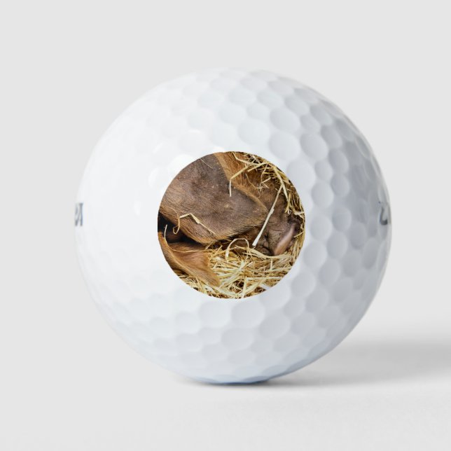 NIEDLICHES SCHWEIN GOLFBALL (Vorderseite)