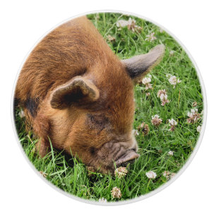 NIEDLICHES SCHWEIN KERAMIKKNAUF