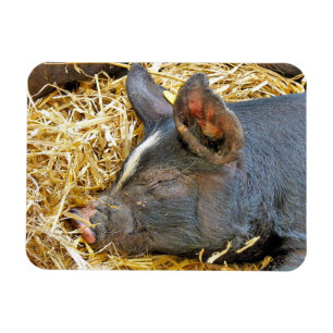 NIEDLICHES SCHWEIN MAGNET