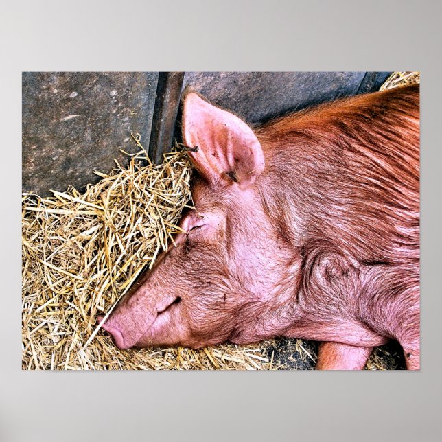 NIEDLICHES SCHWEIN POSTER (Vorne)