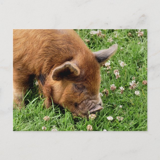 NIEDLICHES SCHWEIN POSTKARTE (Vorderseite)