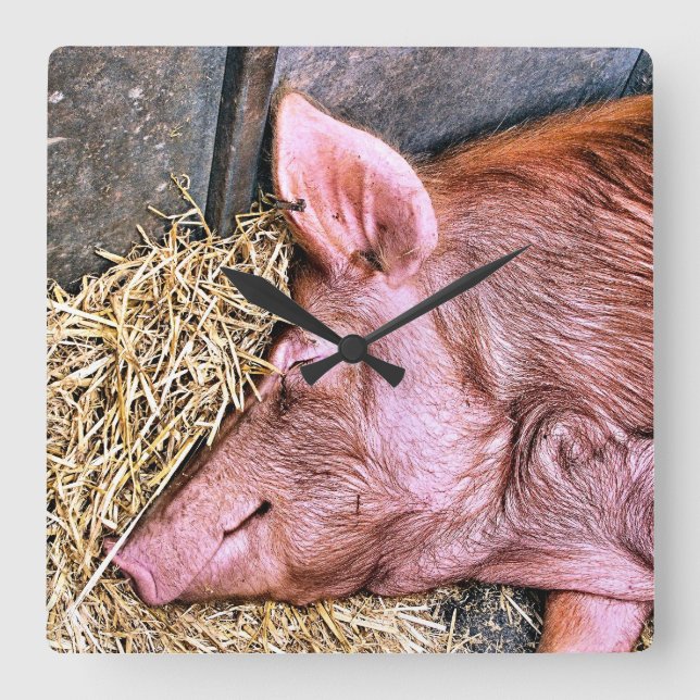 NIEDLICHES SCHWEIN QUADRATISCHE WANDUHR (Vorderseite)