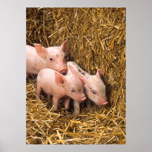 Niedliches Schweineplakat Poster (Vorne)