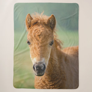 Niedliches Shetland Pony Foal Head Frontal Foto , Sherpadecke