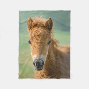 Niedliches Shetland Pony Foal Head Frontier Foto _ Fleecedecke