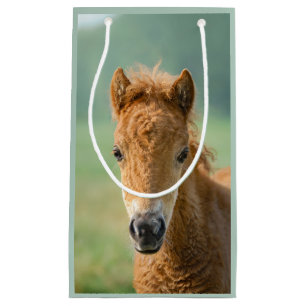 Niedliches Shetland Pony Foal Horse Frontal Foto - Kleine Geschenktüte