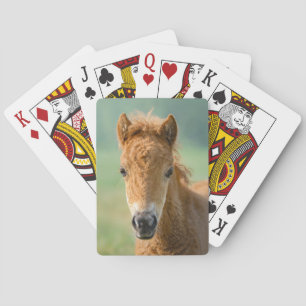 Niedliches Shetland Pony Foal Horse Head Frontend  Spielkarten