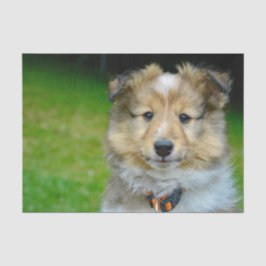 Niedliches Shetland Sheepdog Foto Seidenpapier