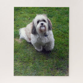 Niedliches Shih Tzu Fluffy Dog Picture Foto