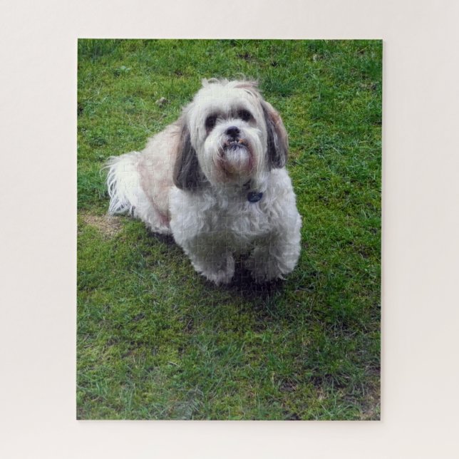 Niedliches Shih Tzu Fluffy Dog Picture Foto (Vertikal)