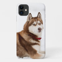 Niedliches Sibirisches Husky-Portrait