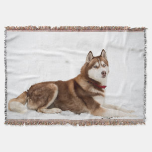 Niedliches Sibirisches Husky-Portrait Decke
