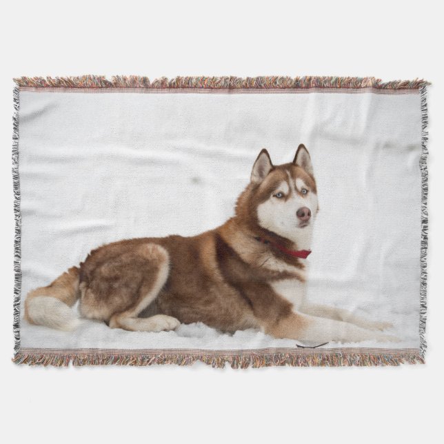 Niedliches Sibirisches Husky-Portrait Decke (Vorderseite)