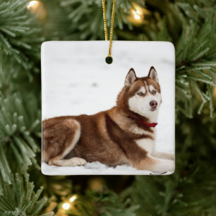 Niedliches Sibirisches Husky-Portrait Keramikornament