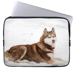 Niedliches Sibirisches Husky-Portrait Laptopschutzhülle
