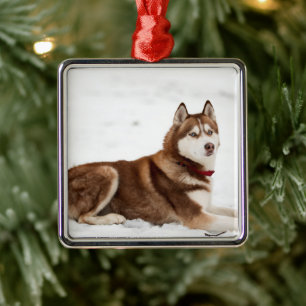 Niedliches Sibirisches Husky-Portrait Ornament Aus Metall