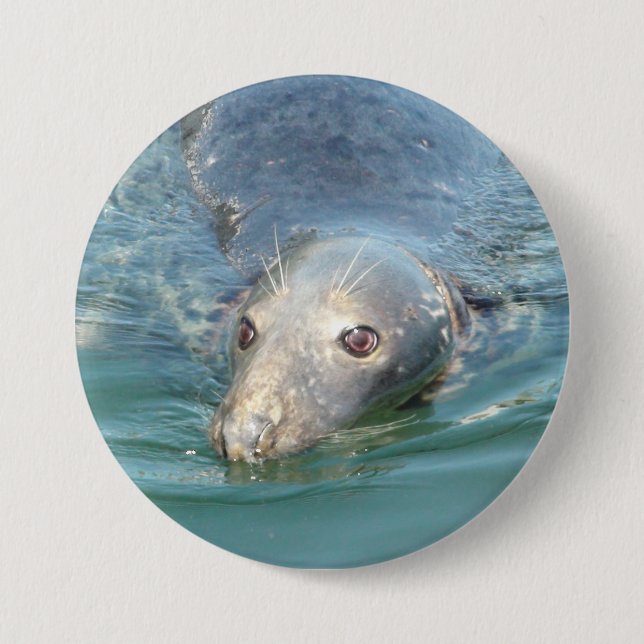 Niedliches Siegel Foto in Cape Cod Chatham Pier Bu Button (Vorderseite)