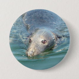 Niedliches Siegel Foto in Cape Cod Chatham Pier Bu Button