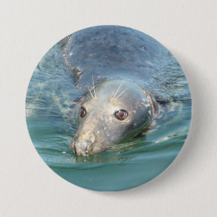 Niedliches Siegel Foto in Cape Cod Chatham Pier Bu Button