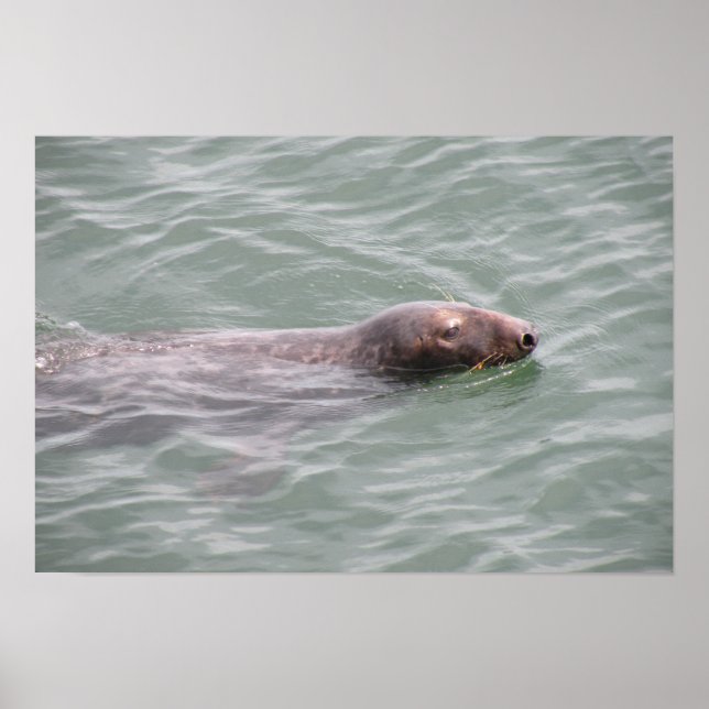 Niedliches Siegel Schwimmen auf dem Fischmarkt Pos Poster (Vorne)