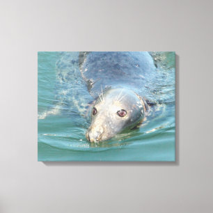 Niedliches Siegel Schwimmen in der Leinwand Cape C