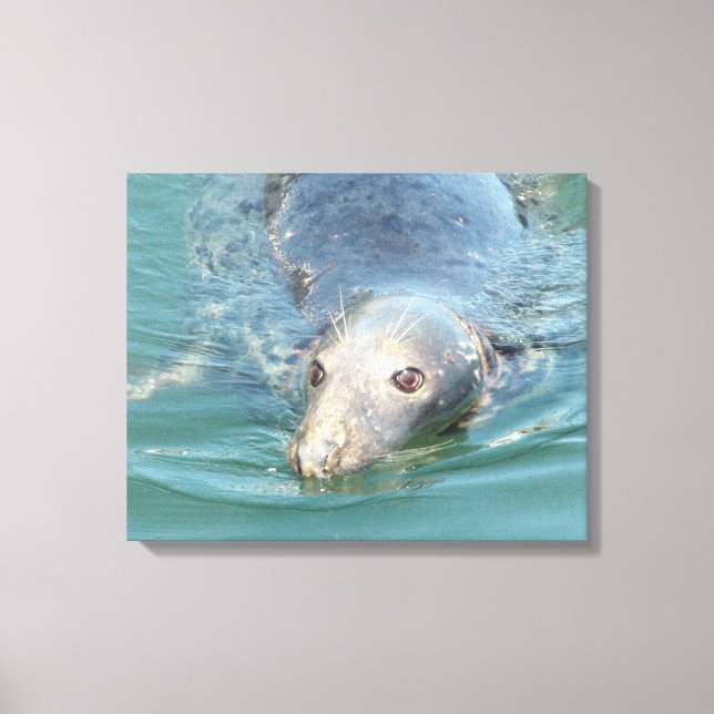 Niedliches Siegel Schwimmen in der Leinwand Cape C (Vorderseite)
